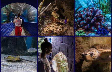 Visit Aquarium Lanzarote